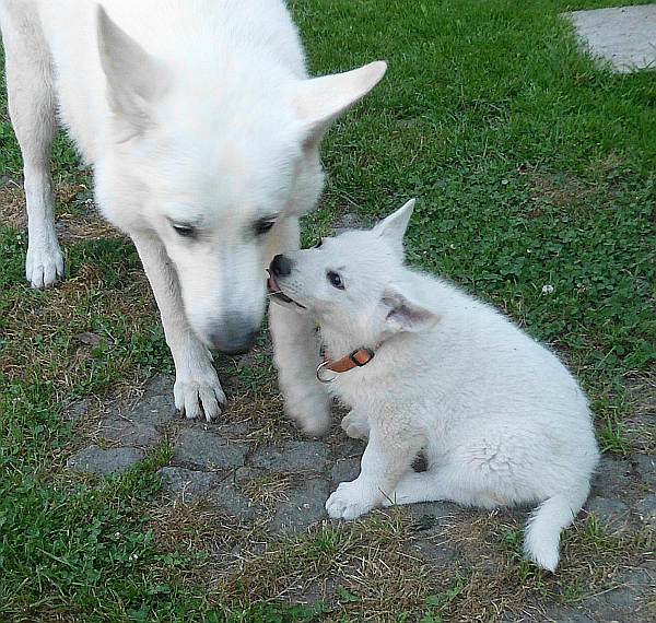 Weisser Schferhundwelpe von den Grenzgngern